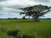 Os campos da Serra Gaúcha