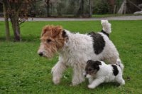 perros42
