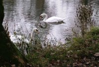 swan in lake