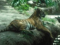 Animals