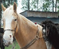 cavalo