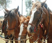 cavalos