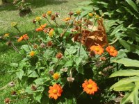 Flores Lindas
