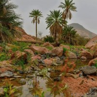 Oasis-Arabia Saudí