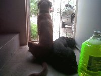 LOLA Y LOLO