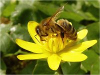 bee