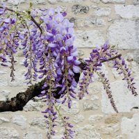 flores - glicínia