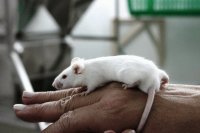Ratita de laboratorio. Universidad de Buenos Aires