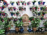 flores