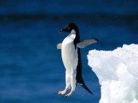 pinguinos