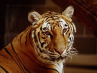 tigre