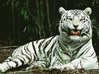 tigre blanco