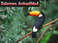 TUCAN