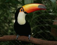 TUCAN