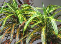 Speckled yellow and green plants, Singapore