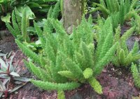 Green foxtails plants, Singapore