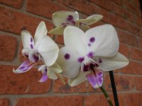 White and purple orchid, Australia
