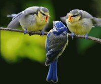 aves