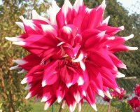 Red and white dahlia, Varanasi, India