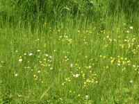 Wildflowers in the meadow, Gotland, Sweden