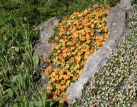 Orange and pale flower beds, Gotland