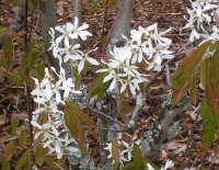 White blossoms, Flåm, Norway