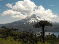 Parque Nacional das Araucárias