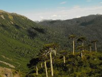 Parque Nacional das Araucárias