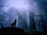 wolf