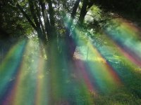 willow tree rainbow