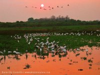 Parque Nacional do Pantanal Matogrossense