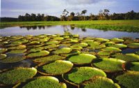 Parque Nacional da Amazônia