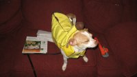 ChiChi for Halloween