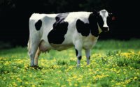 cow