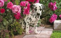 dalmatian puppy