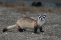 ferret