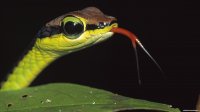 cobra