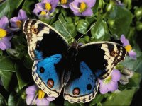 borboleta