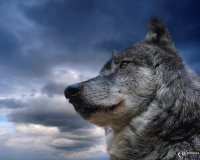 Lobo