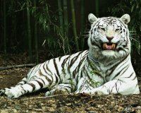 Tigre branco