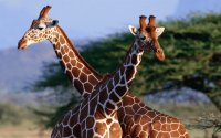 giraffe