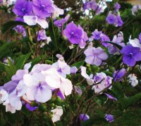 jasmine