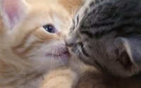 kissing kittens