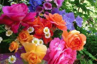 Mucho color
