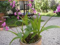 Orquideas