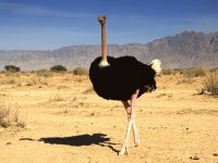 ostrich