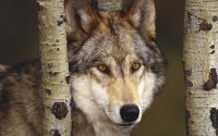 Lobo