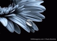 Flor