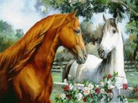 cavalos2