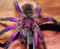 TARÁNTULA COLORIDA